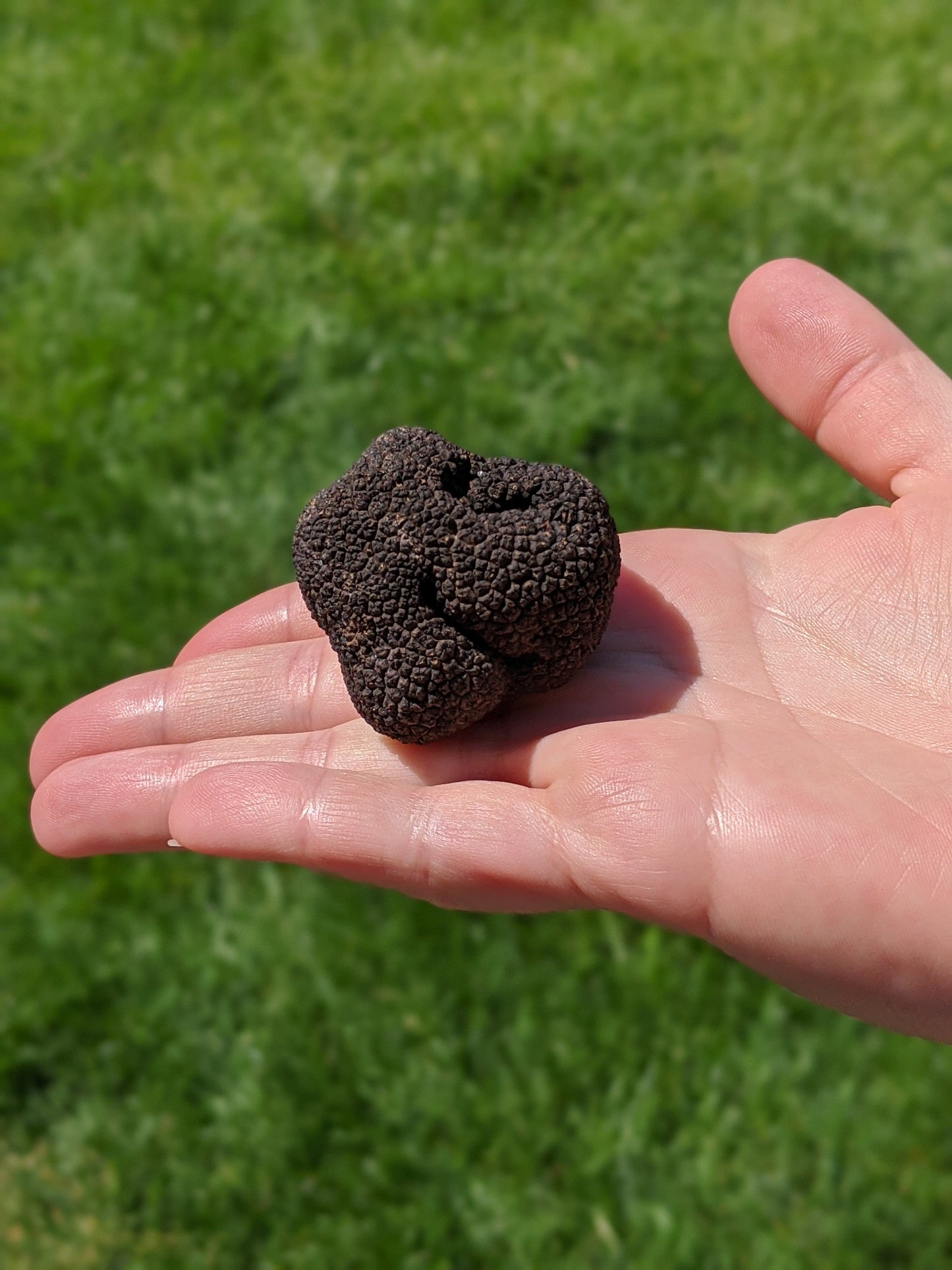 Sauce BBQ Moutarde Truffle
